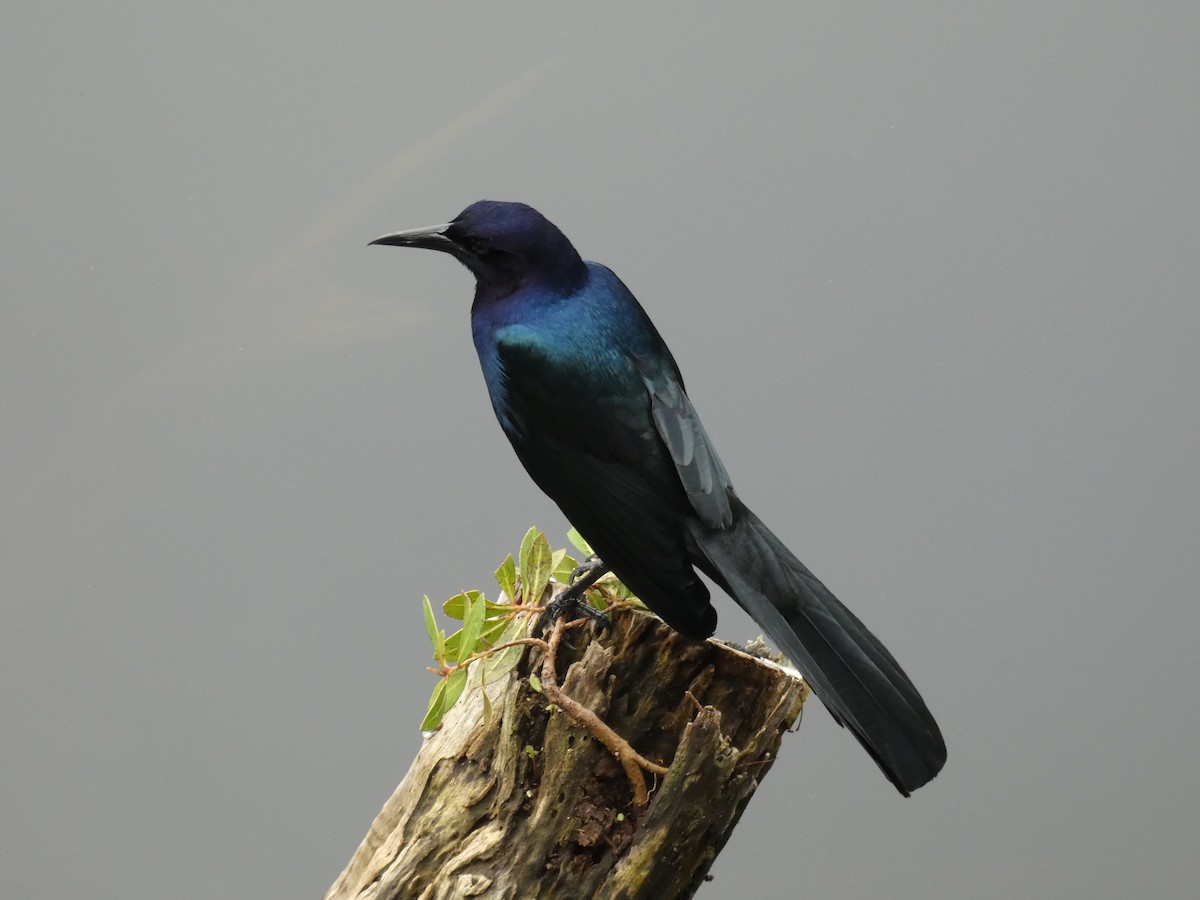 Boat-tailed Grackle - ML613537698