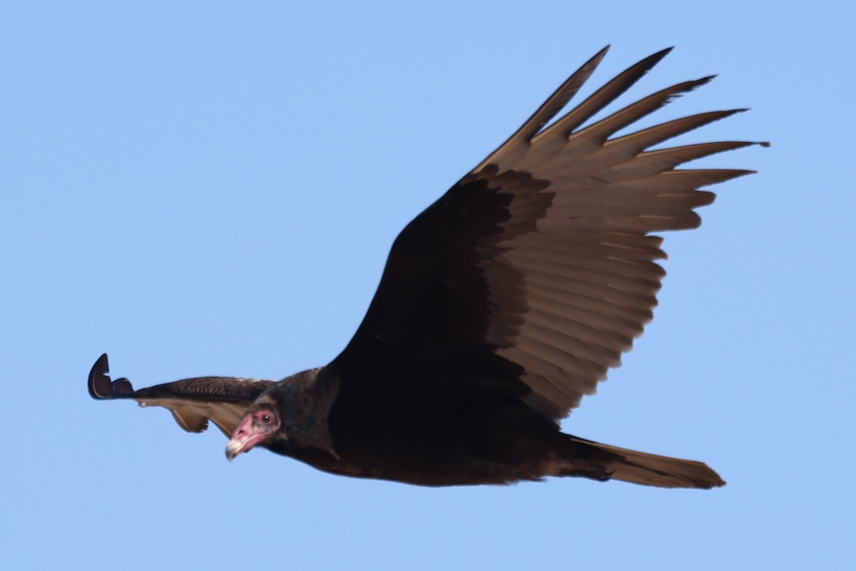 Turkey Vulture - ML613537739