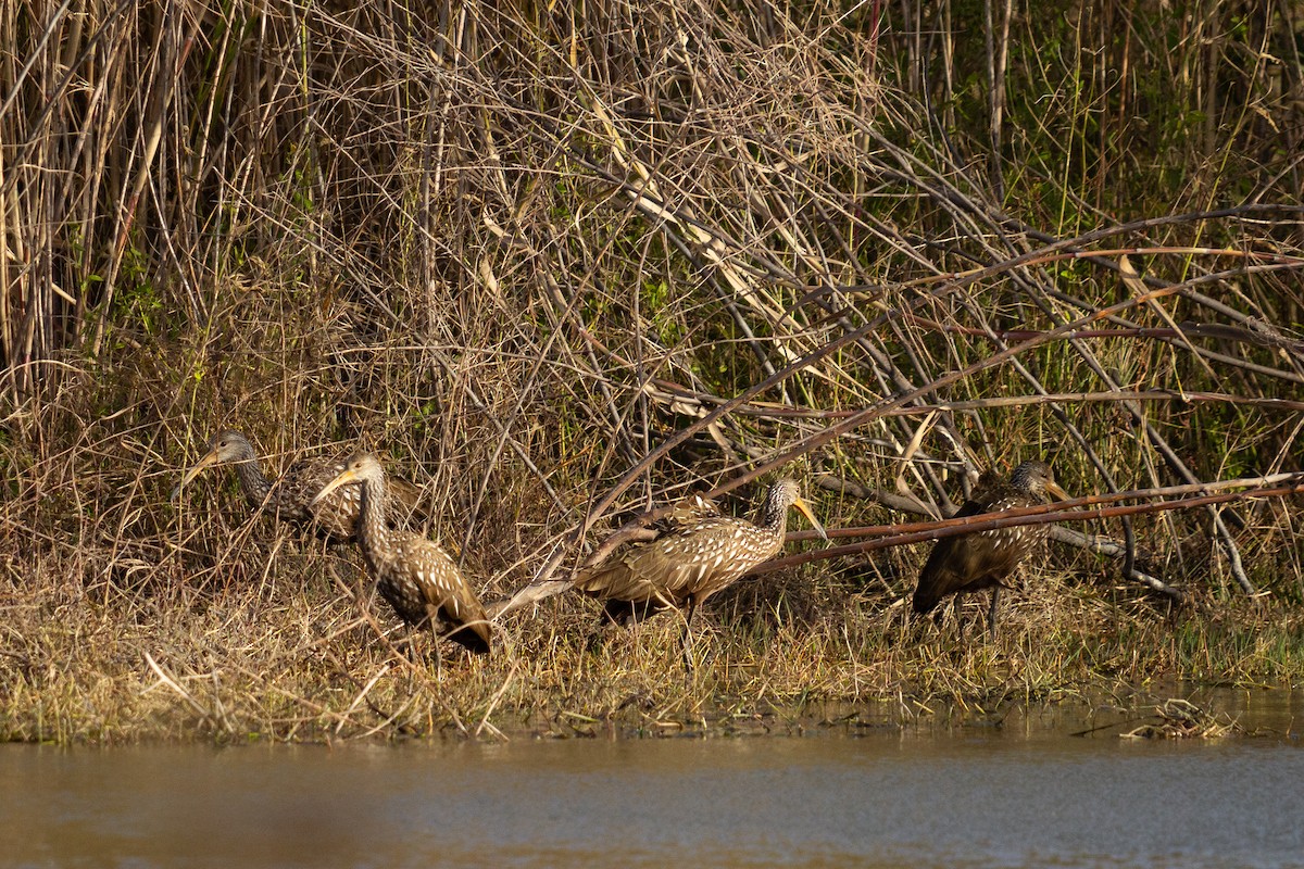 Limpkin (Speckled) - Dario Cantu