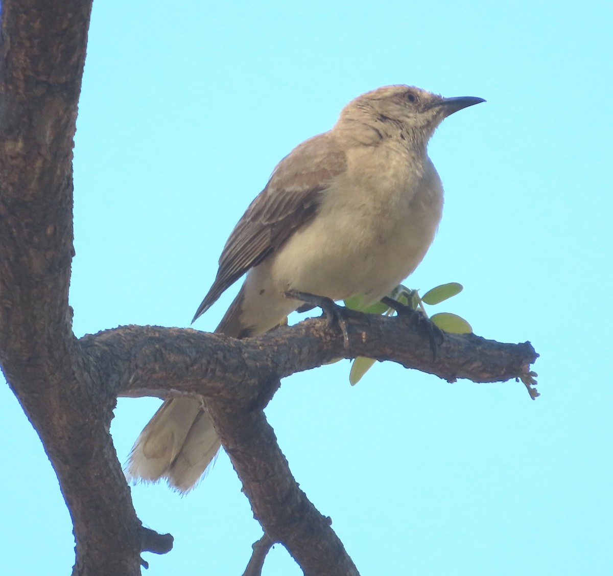 Tropical Mockingbird - Alfredo Correa