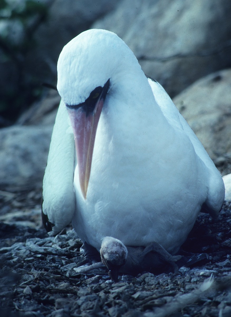 Nazca Booby - ML613537887