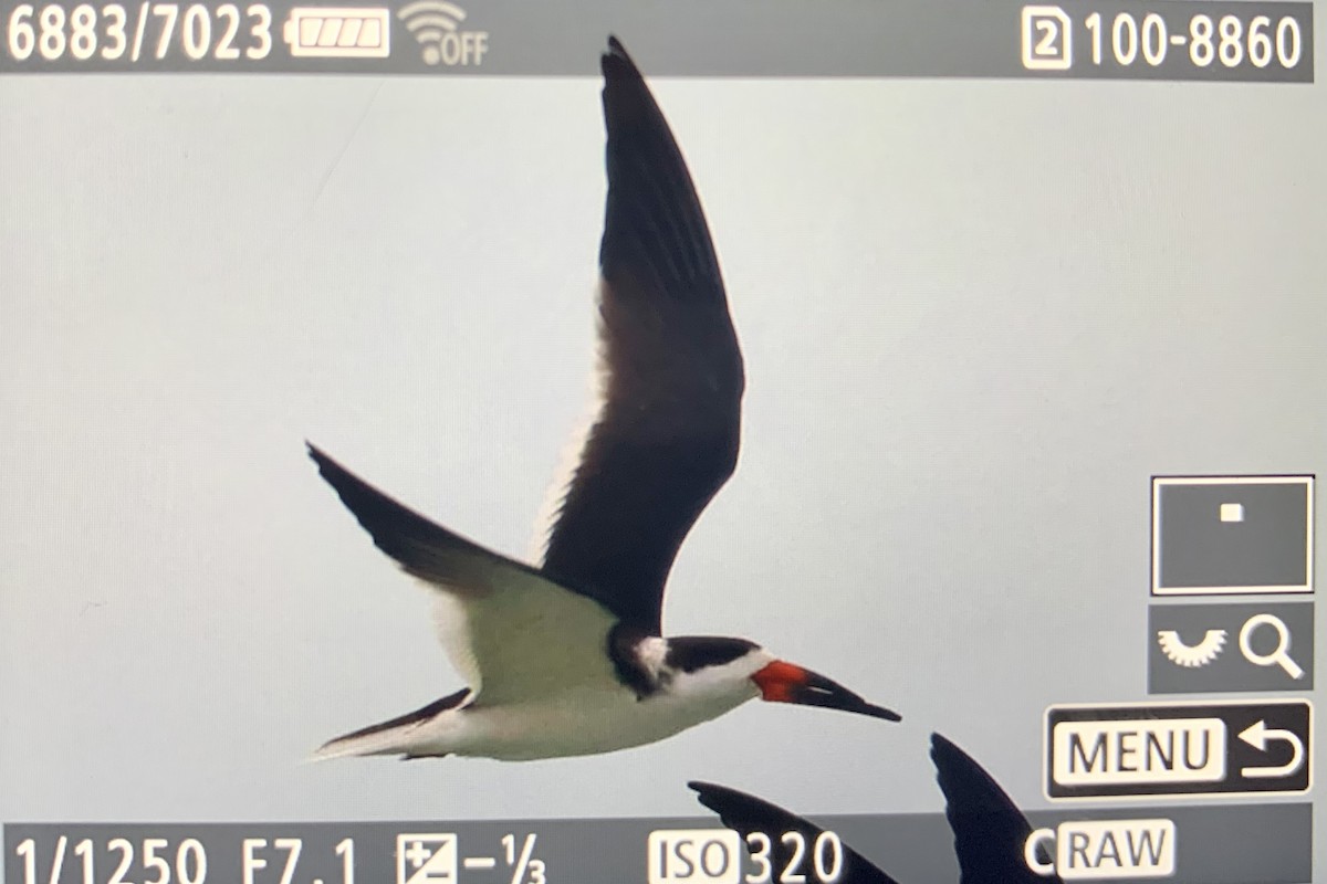 Black Skimmer - ML613537907