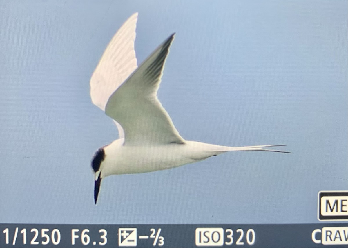 Forster's Tern - ML613537940