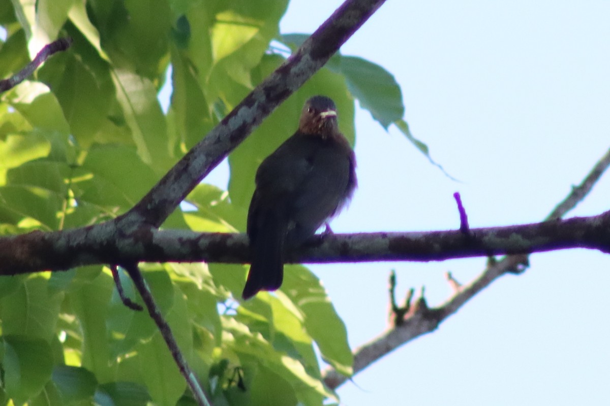 Bulbul de Guimaras - ML613537967