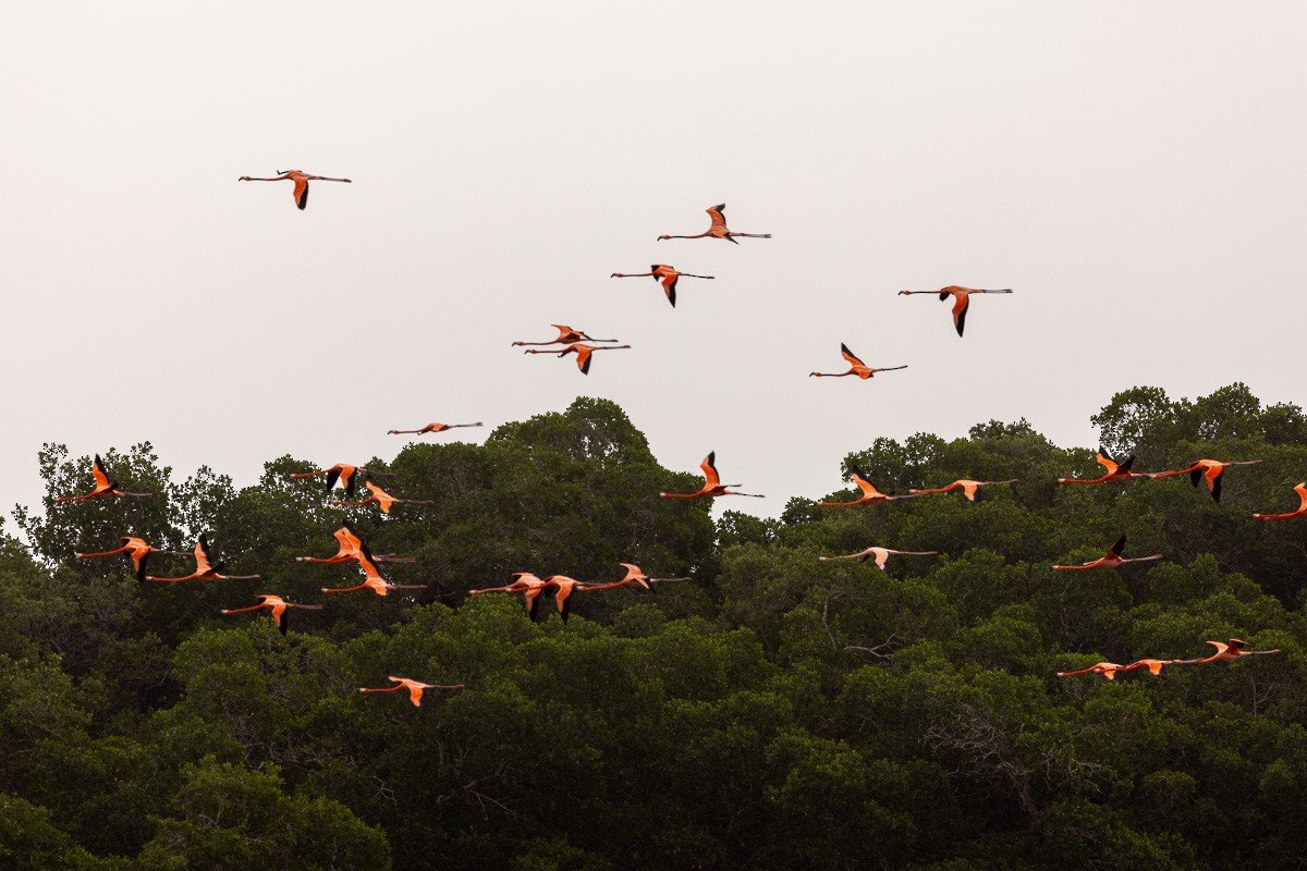 American Flamingo - Michael Cook