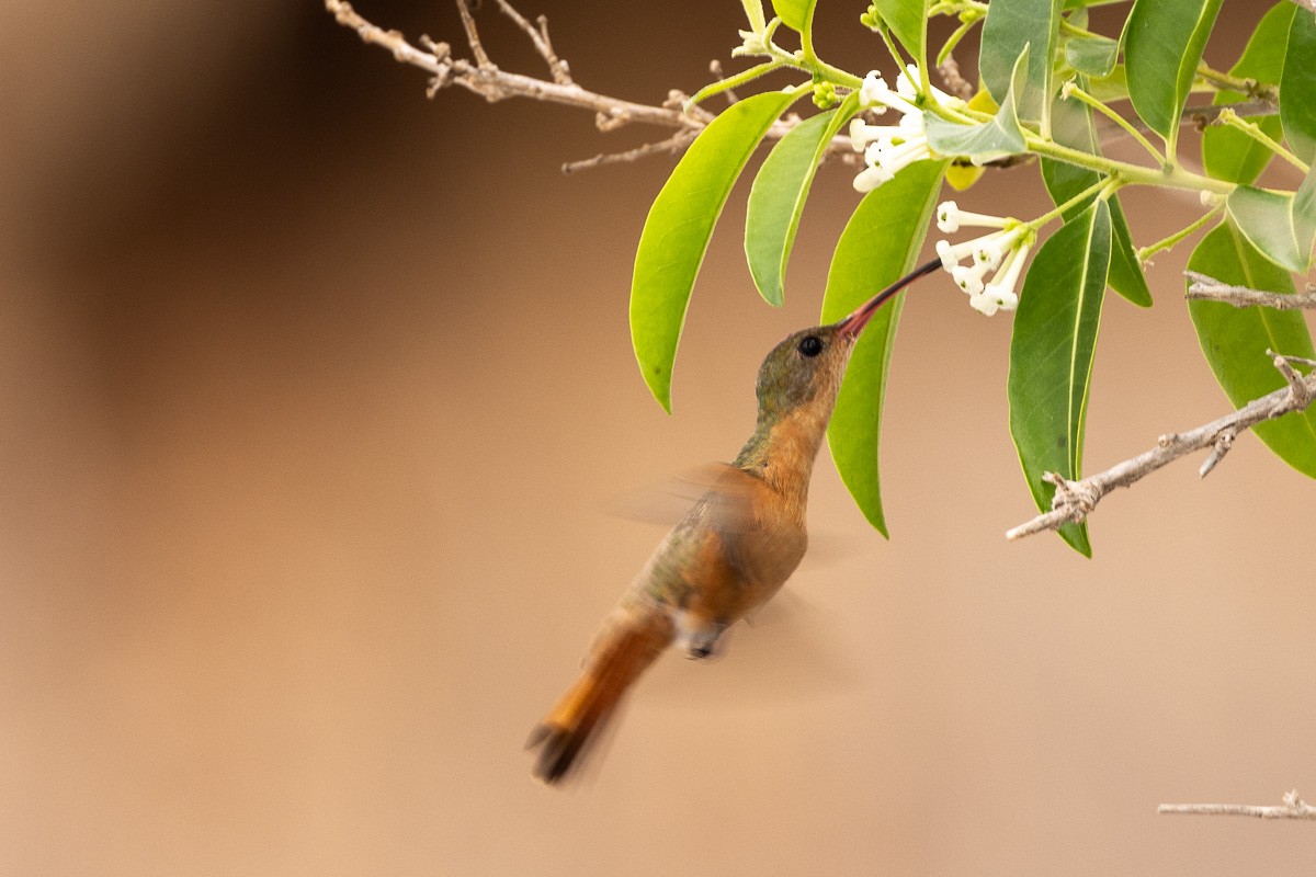 Cinnamon Hummingbird - Michael Cook