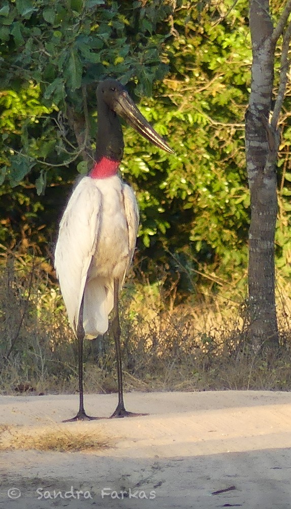 Jabiru - Sandra Farkas