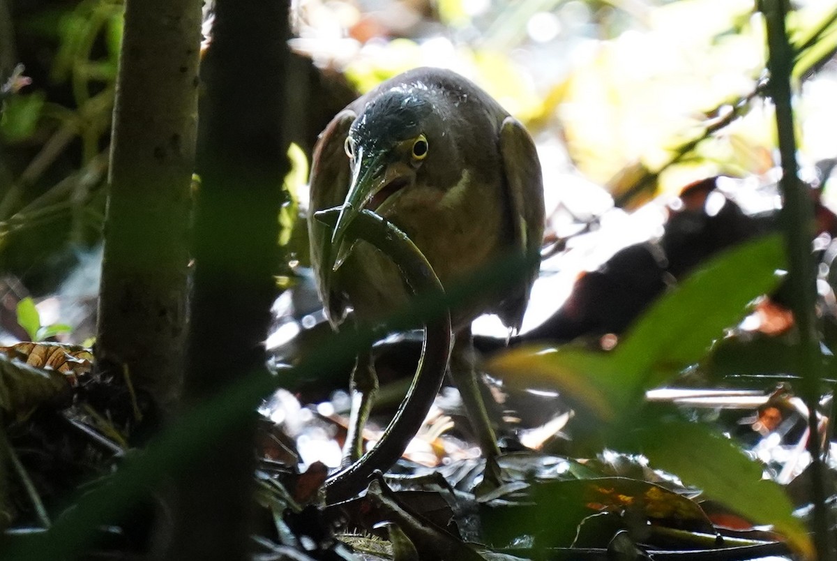 Schrenck's Bittern - ML613538061