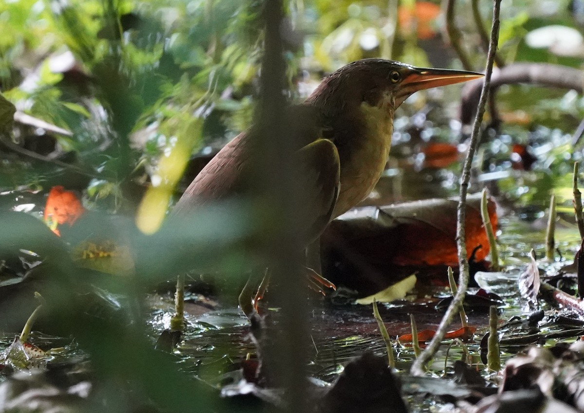 Schrenck's Bittern - ML613538064