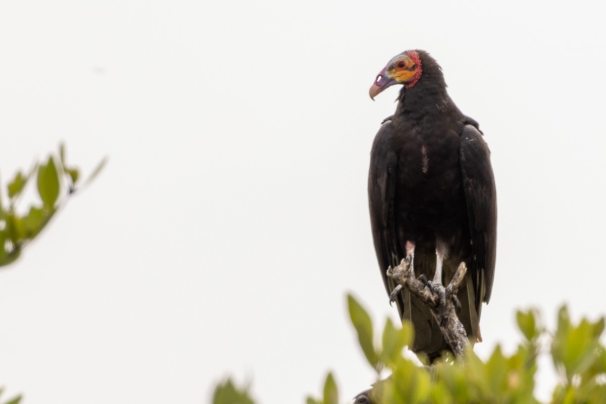 Lesser Yellow-headed Vulture - Michael Cook