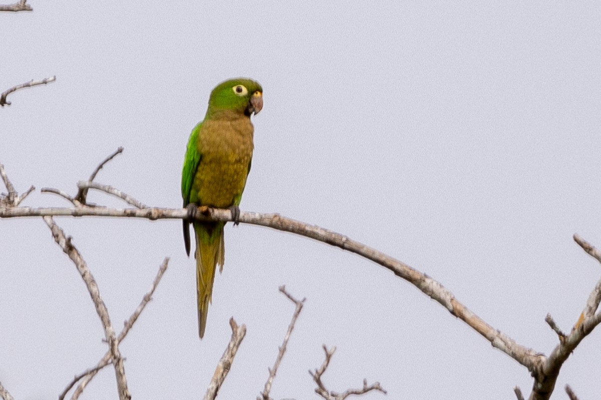 Olive-throated Parakeet - Michael Cook