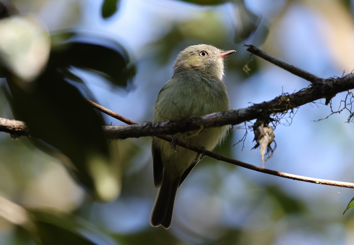 Wied's Tyrant-Manakin - ML613538102