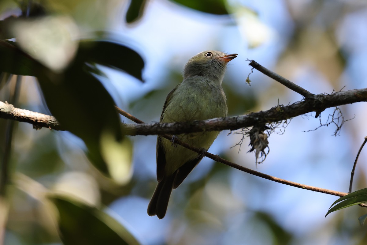 Wied's Tyrant-Manakin - Charles Davies