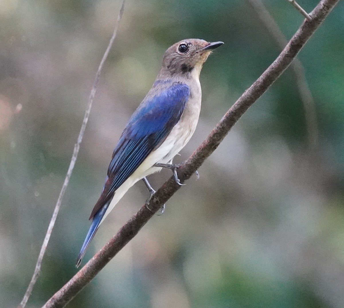 Blue-and-white Flycatcher - ML613538138