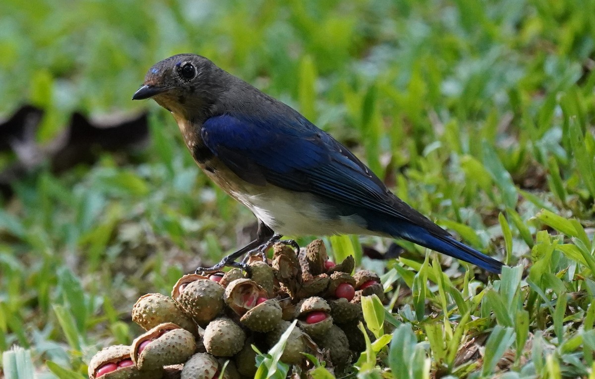 Blue-and-white Flycatcher - ML613538139