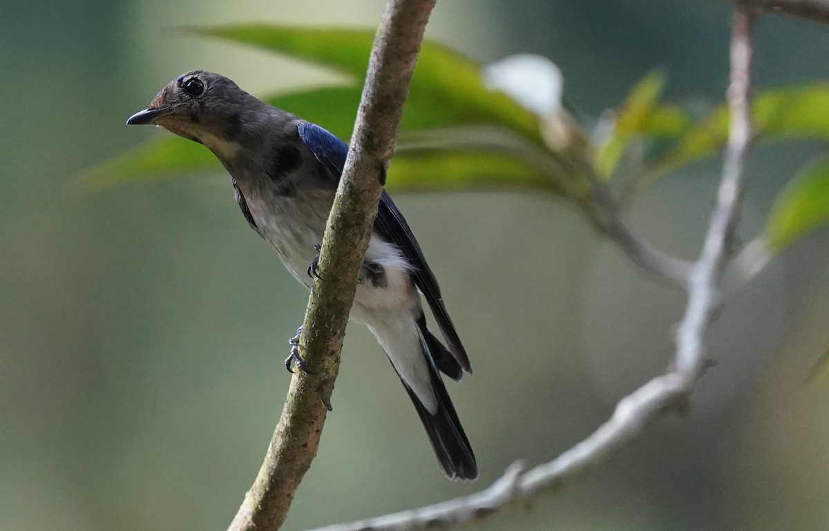 Blue-and-white Flycatcher - ML613538140