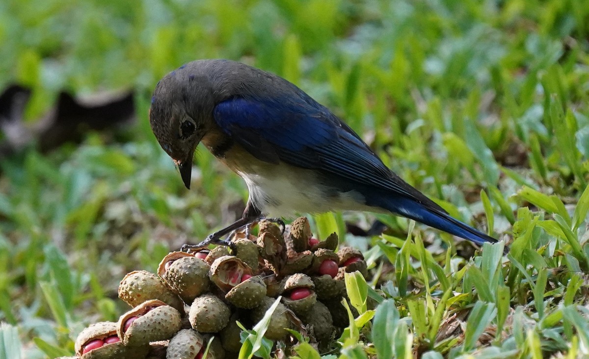 Blue-and-white Flycatcher - ML613538141