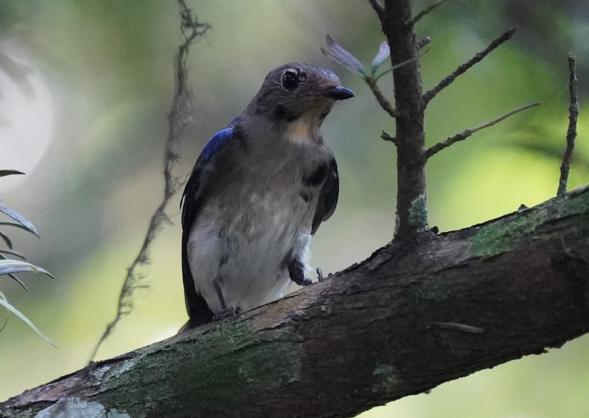 Blue-and-white Flycatcher - ML613538142