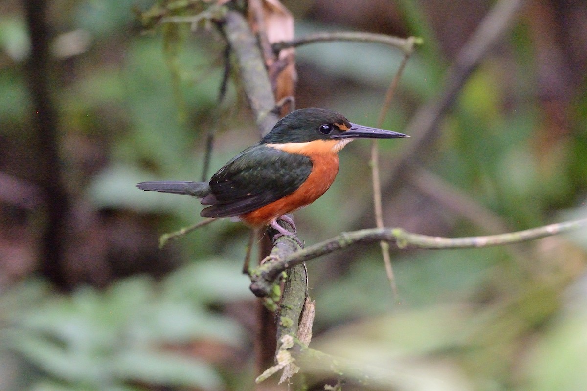 American Pygmy Kingfisher - Rodrigo Ferronato