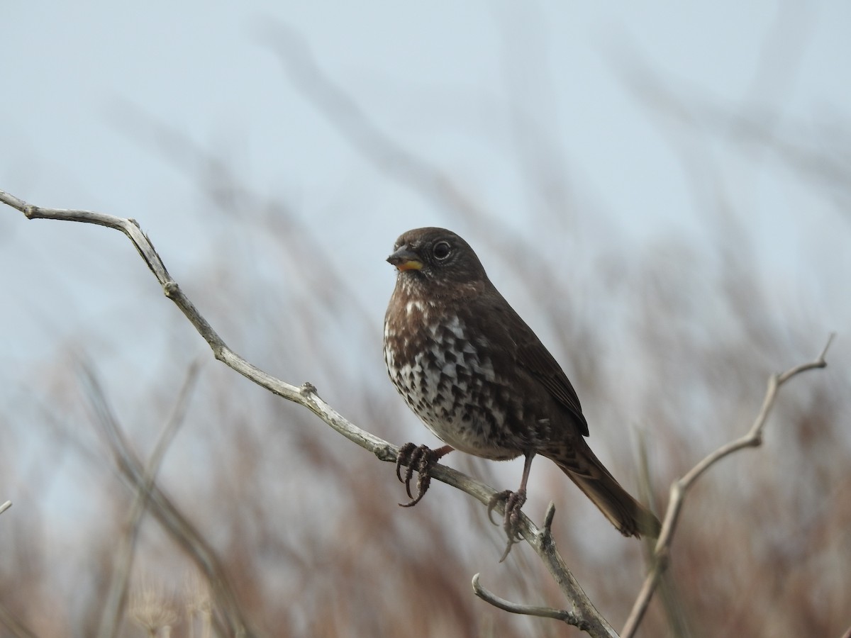 Fox Sparrow - ML613538206