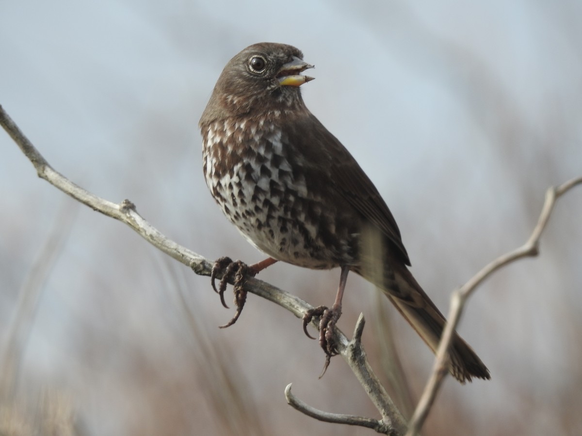 Fox Sparrow - ML613538209