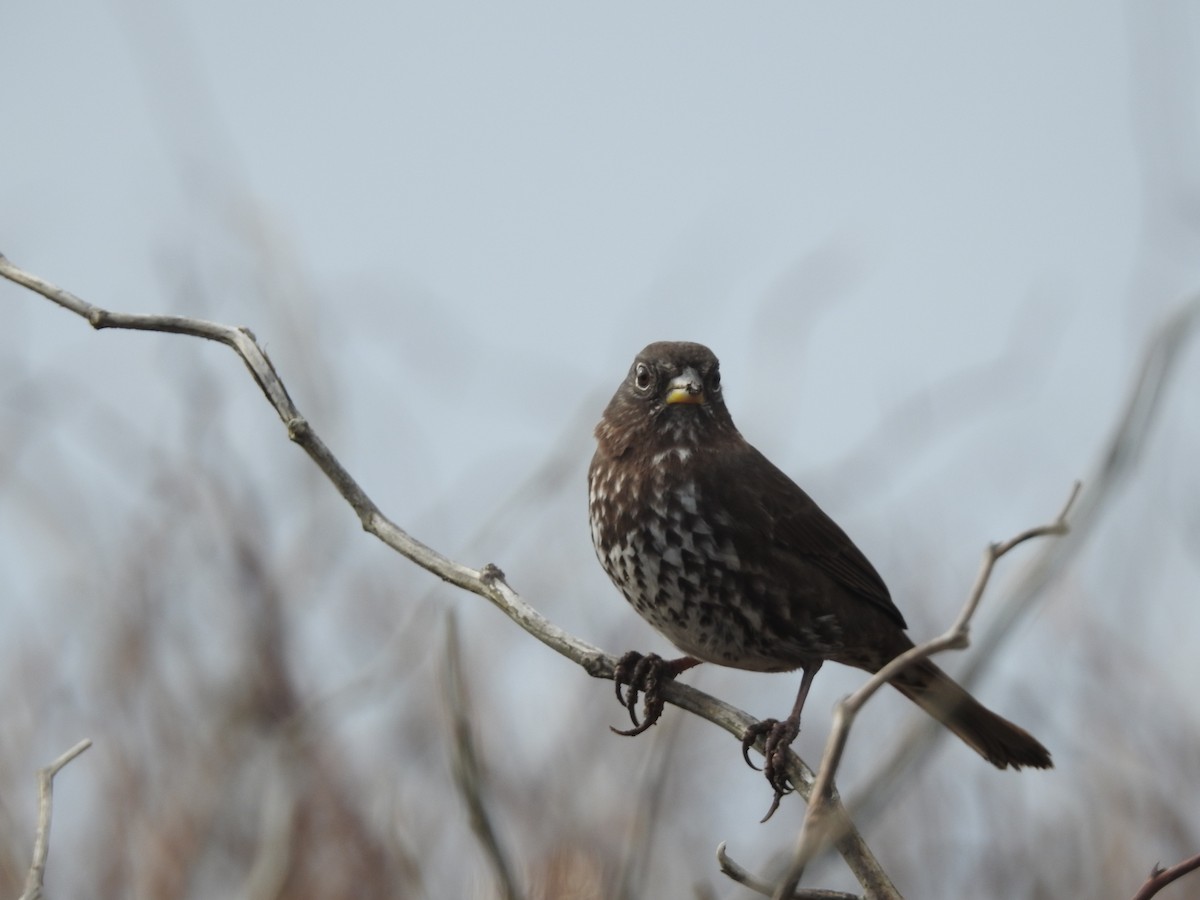 Fox Sparrow - ML613538252