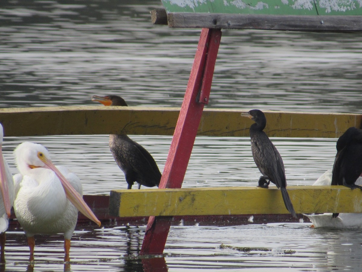 Cormoran à aigrettes - ML613538265