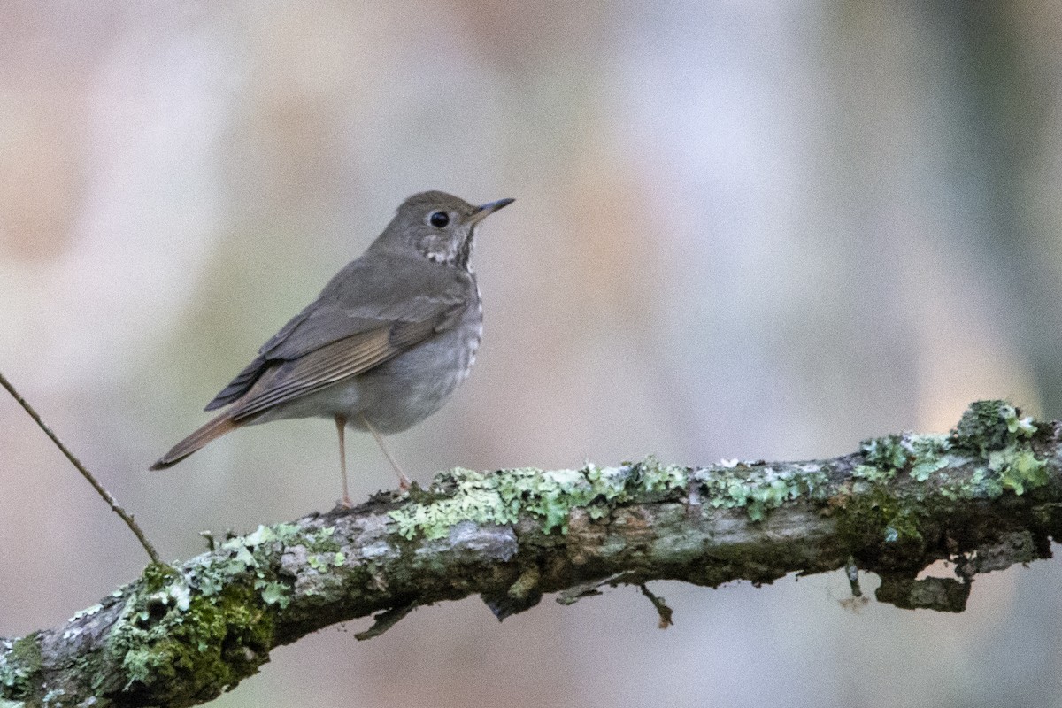 Hermit Thrush - ML613538361