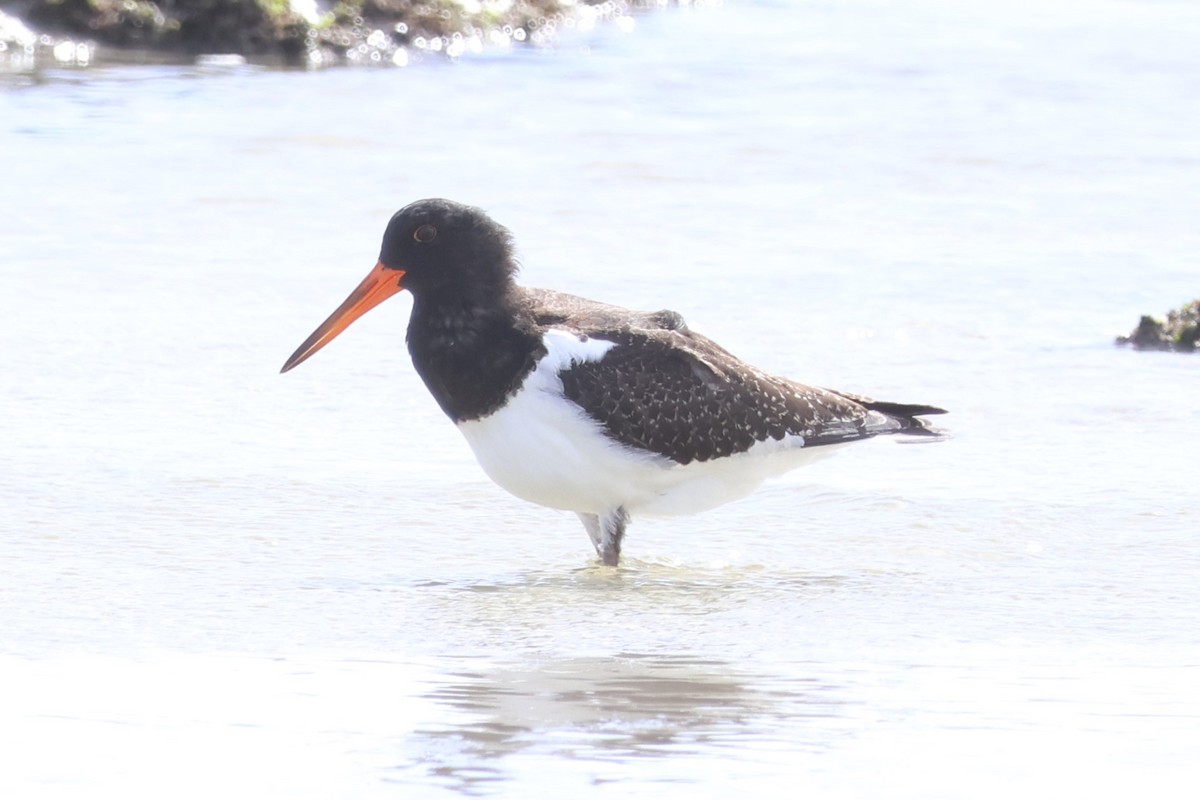 Pied Oystercatcher - ML613538393