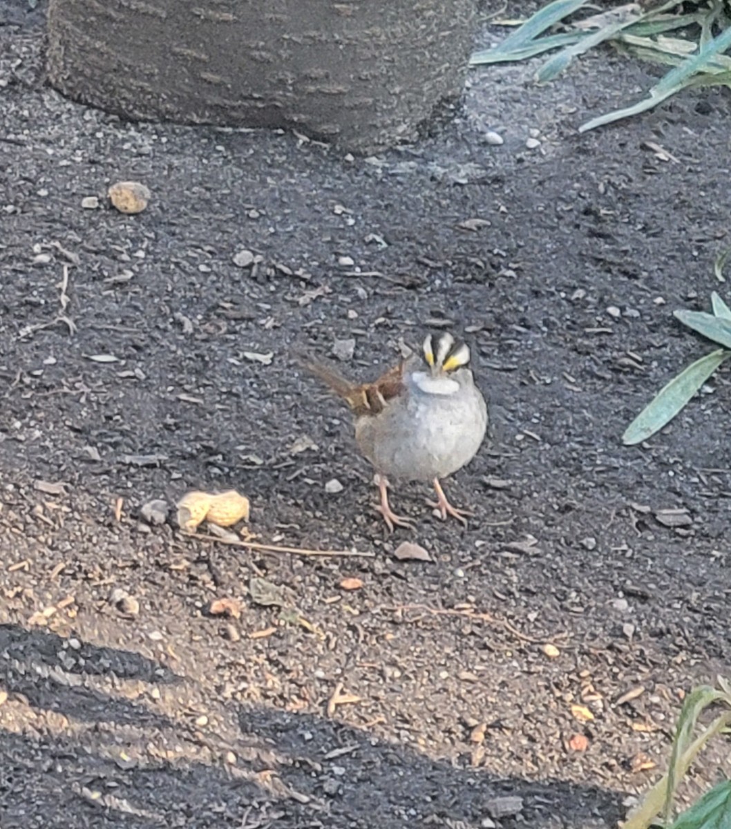 White-throated Sparrow - ML613538404