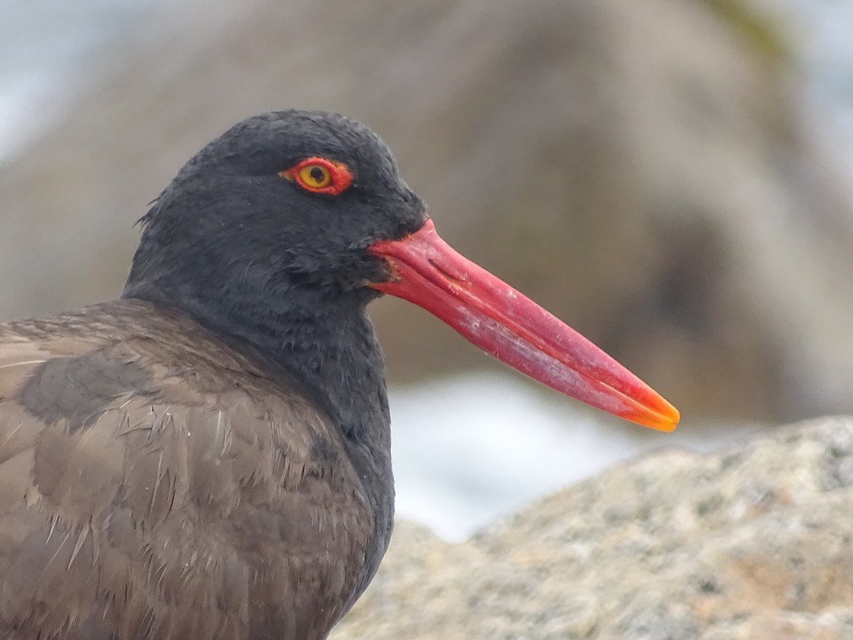 Blackish Oystercatcher - ML613538429