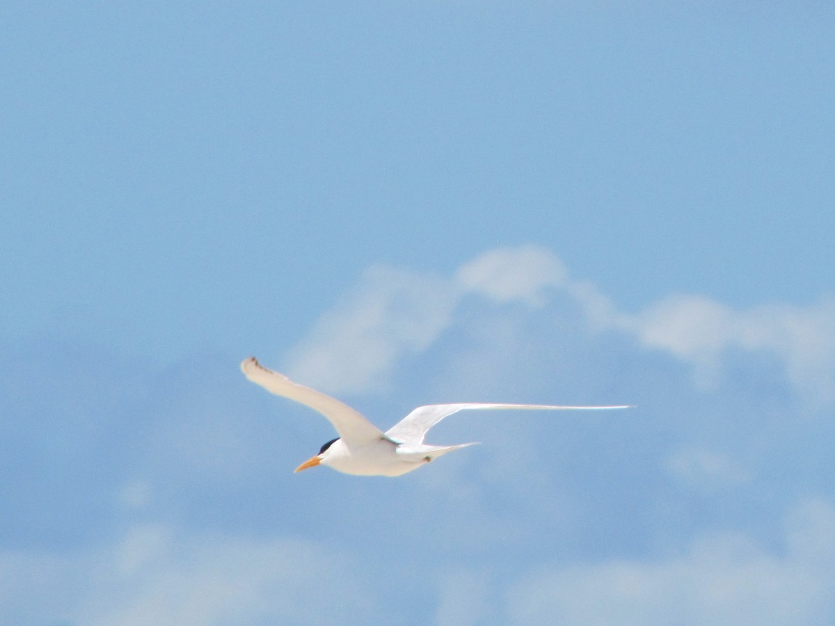 Lesser Crested Tern - Sabrina Hepburn