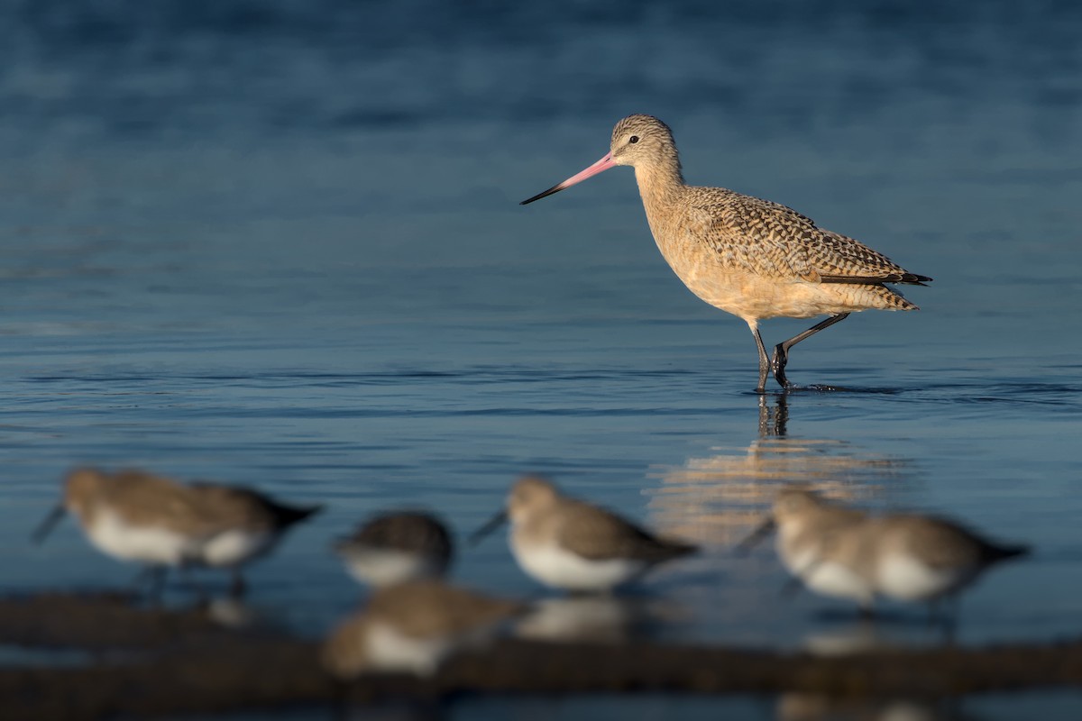 Marbled Godwit - ML613538466