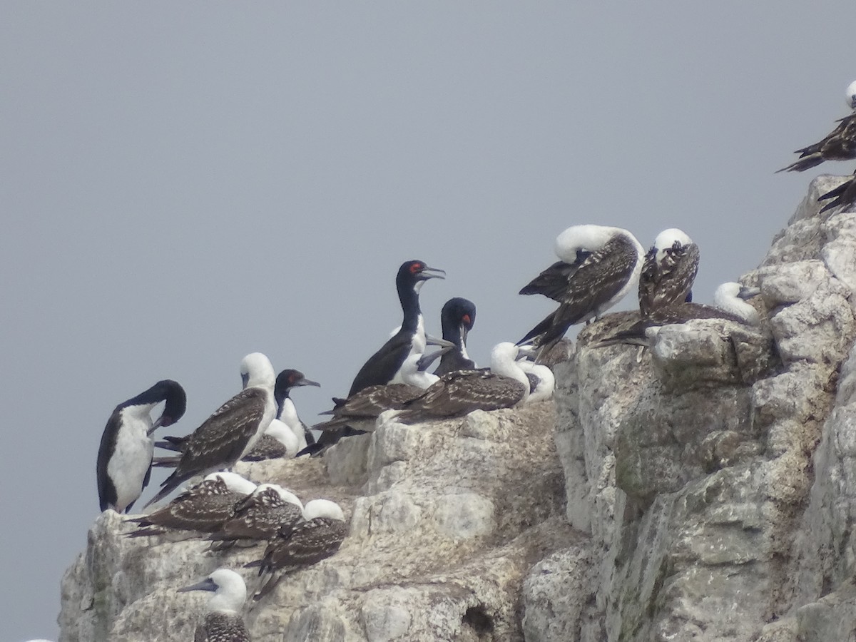 Cormoran de Bougainville - ML613538501