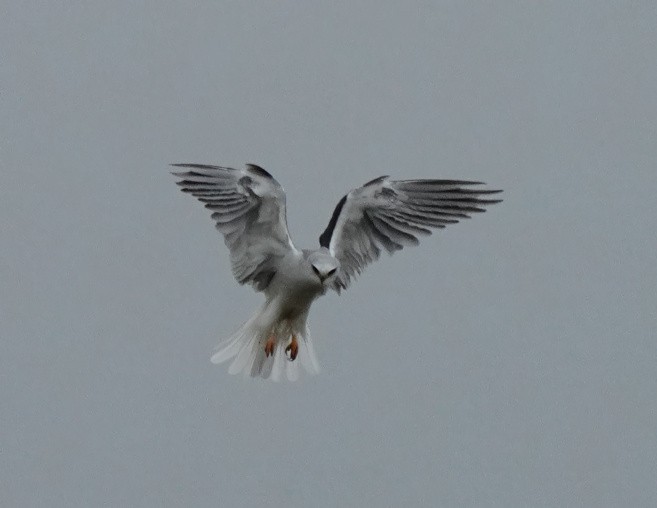 White-tailed Kite - Barbara Leary