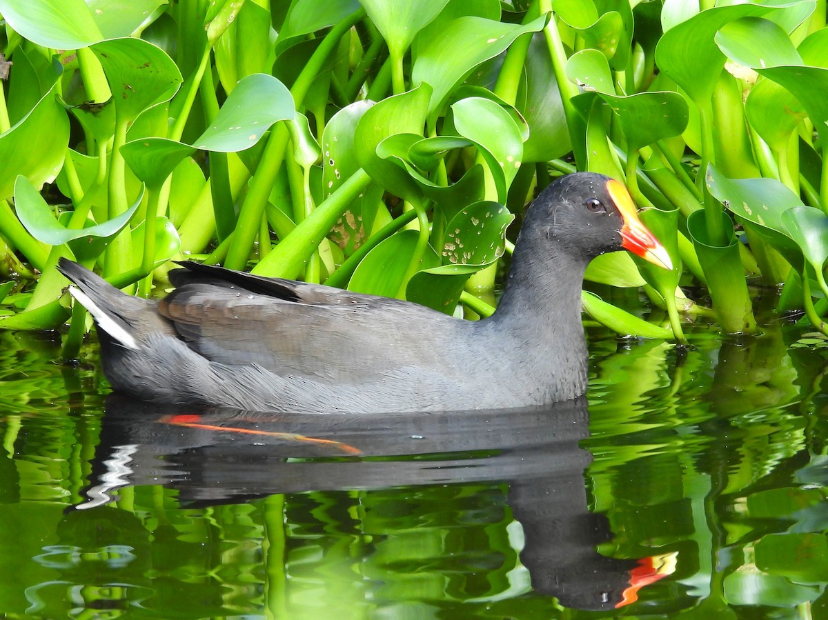 Dusky Moorhen - ML613538509