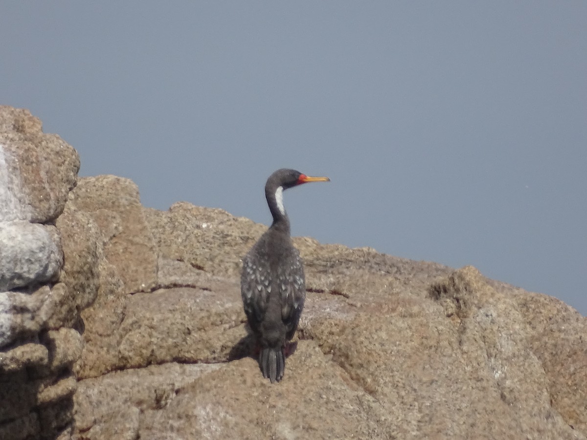 Red-legged Cormorant - ML613538524