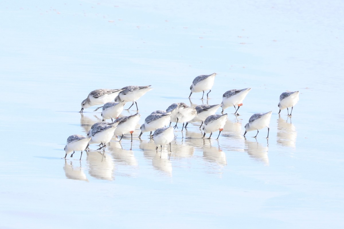 Sanderling - ML613538530