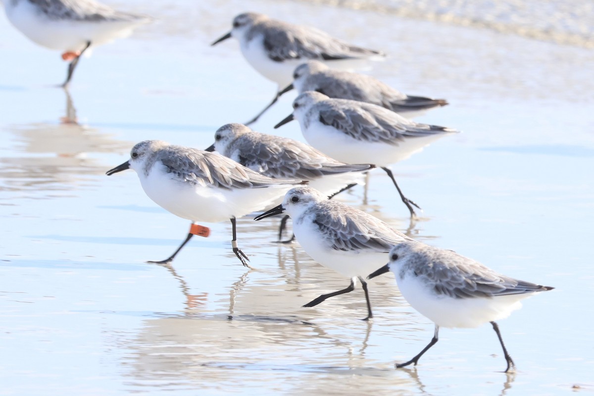 Sanderling - ML613538533