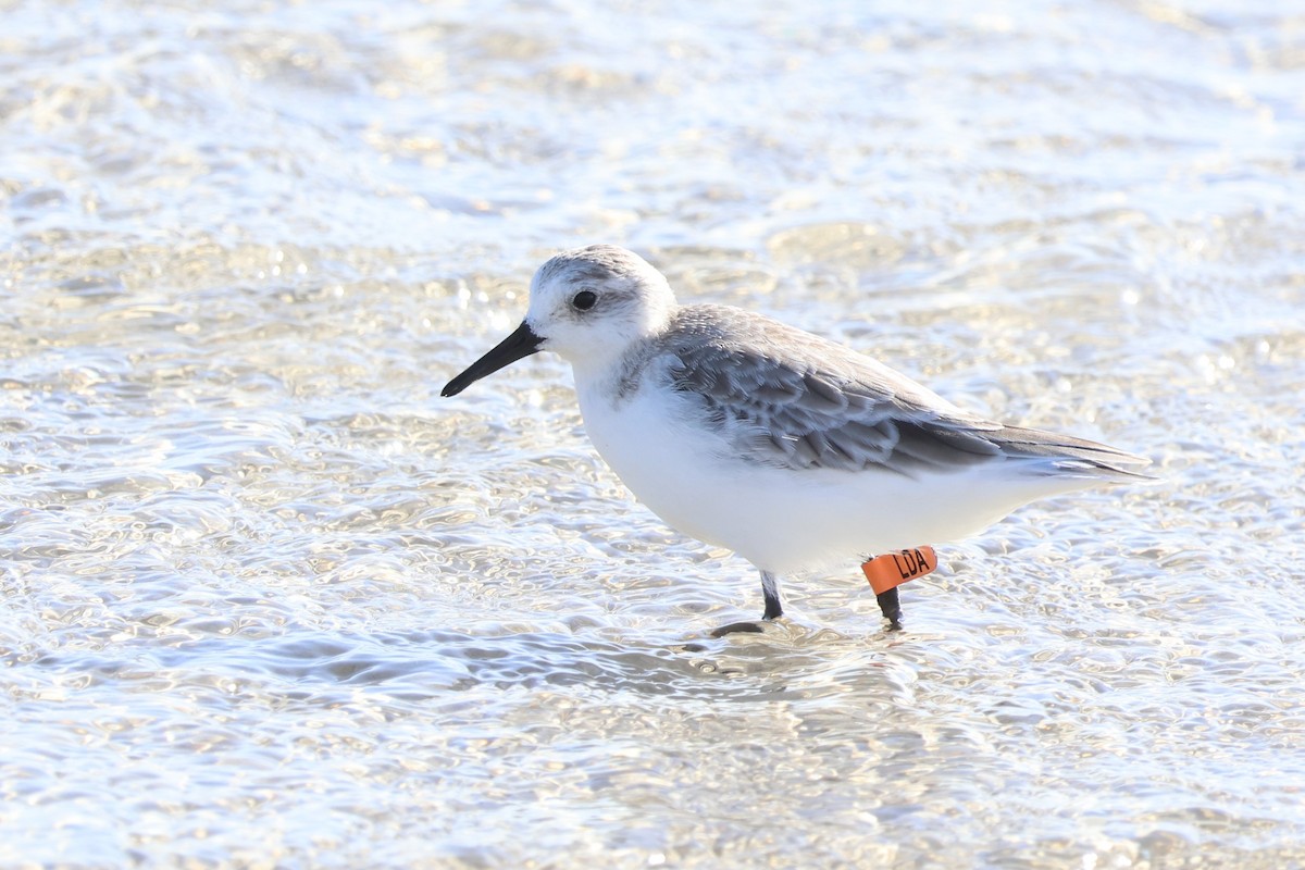 Sanderling - ML613538534