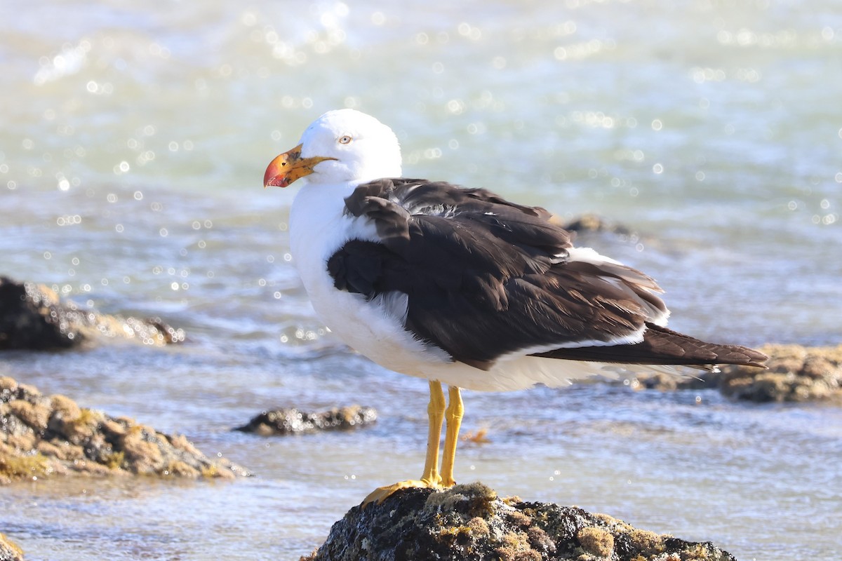 Pacific Gull - ML613538539