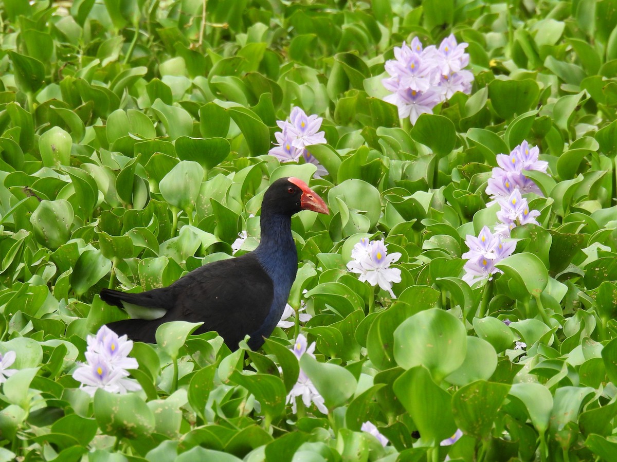 Australasian Swamphen - ML613538549