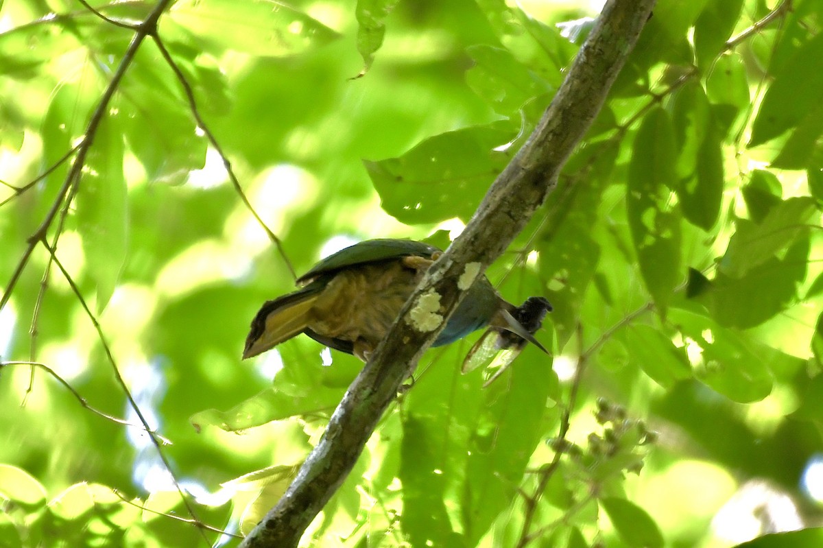 Abejaruco Barbiazul - ML613538557