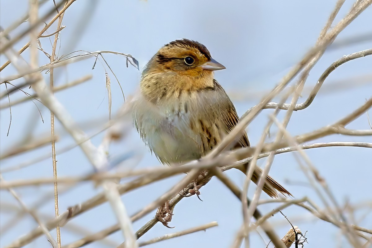 Nelson's Sparrow - Deborah Porter