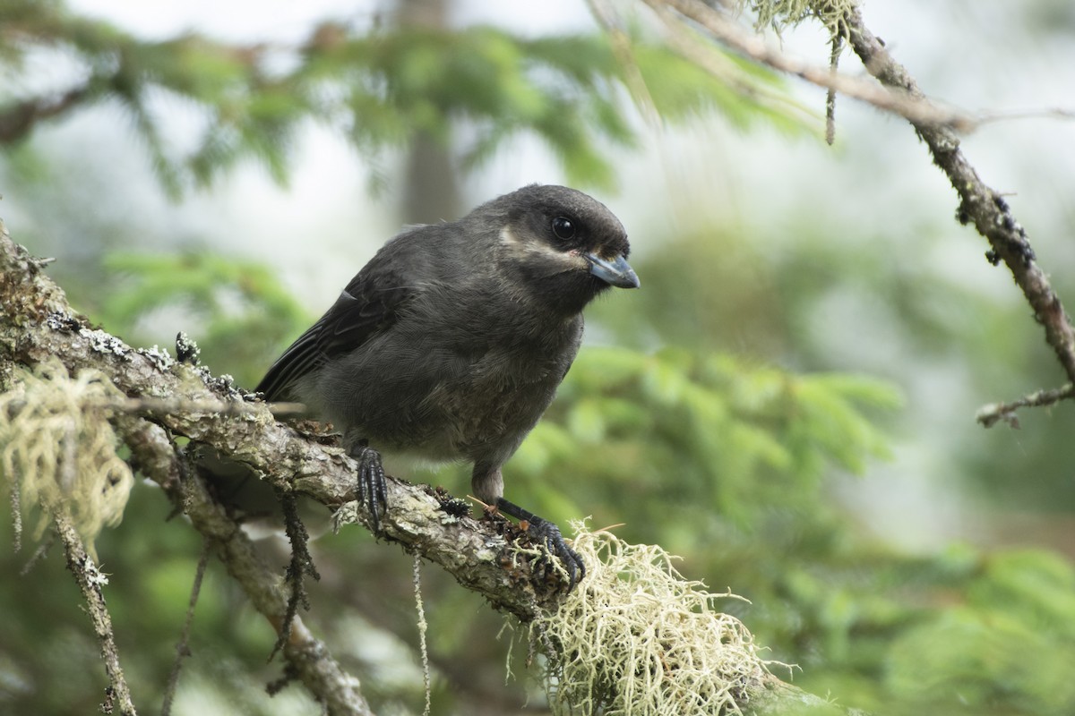 Canada Jay (Boreal) - Oliver Patrick