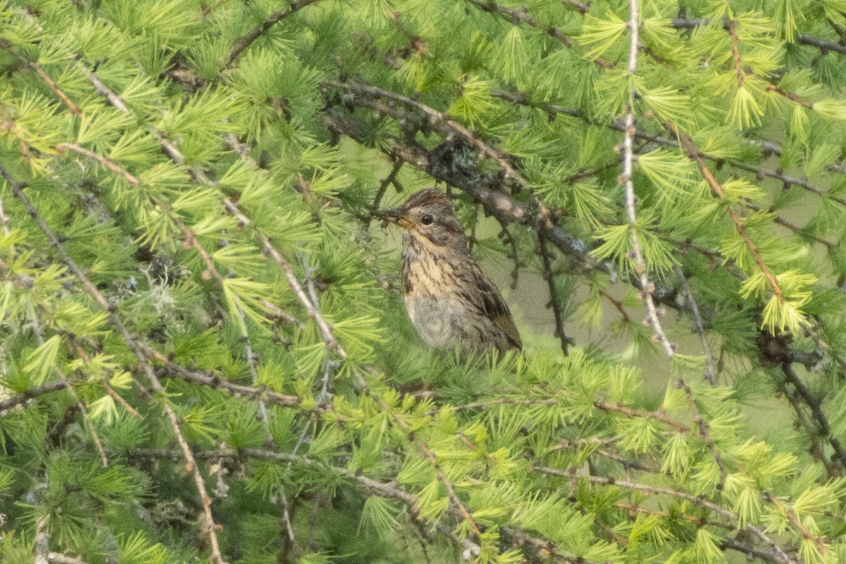 Lincoln's Sparrow - ML613538808