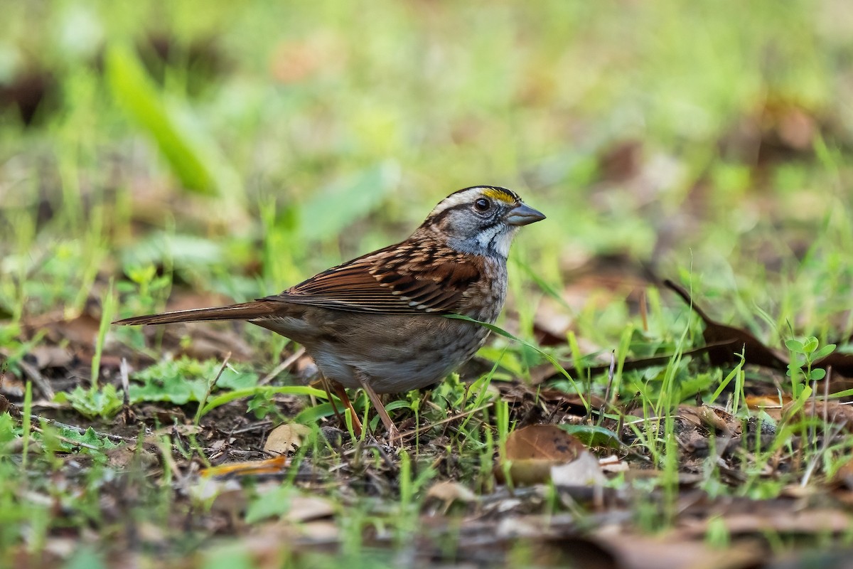 White-throated Sparrow - Rhonda Howard
