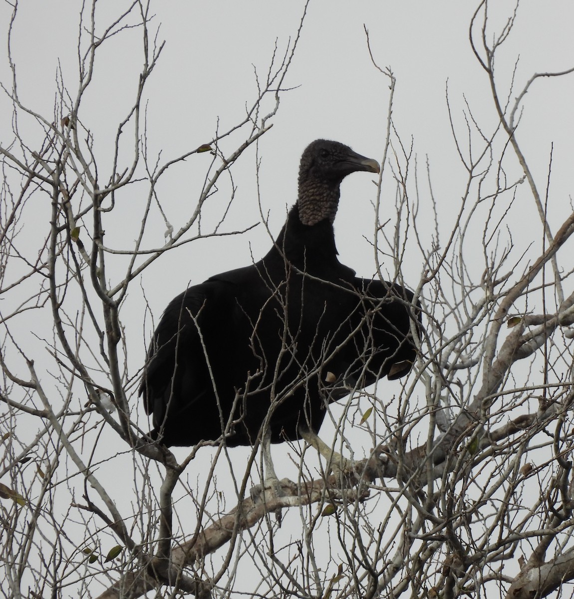 Black Vulture - ML613538909