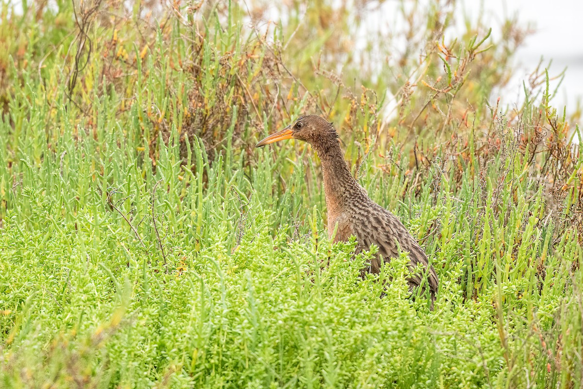 Ridgway's Rail - ML613538915