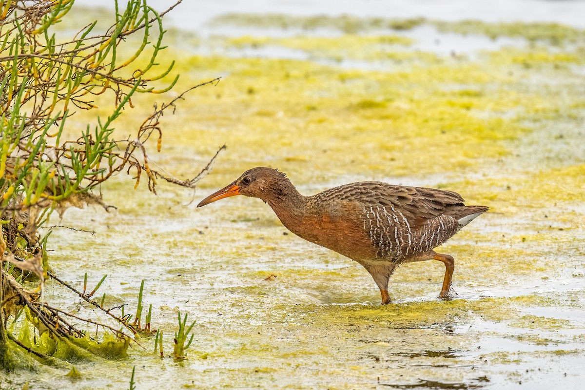 Ridgway's Rail - ML613538916